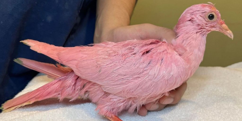 Pigeon dyed pink for gender announcement