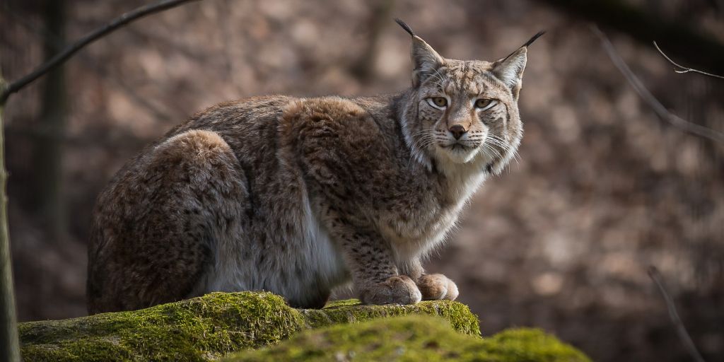 Sweden authorizes the killing of hundreds of lynxes just weeks after largest wolf cull