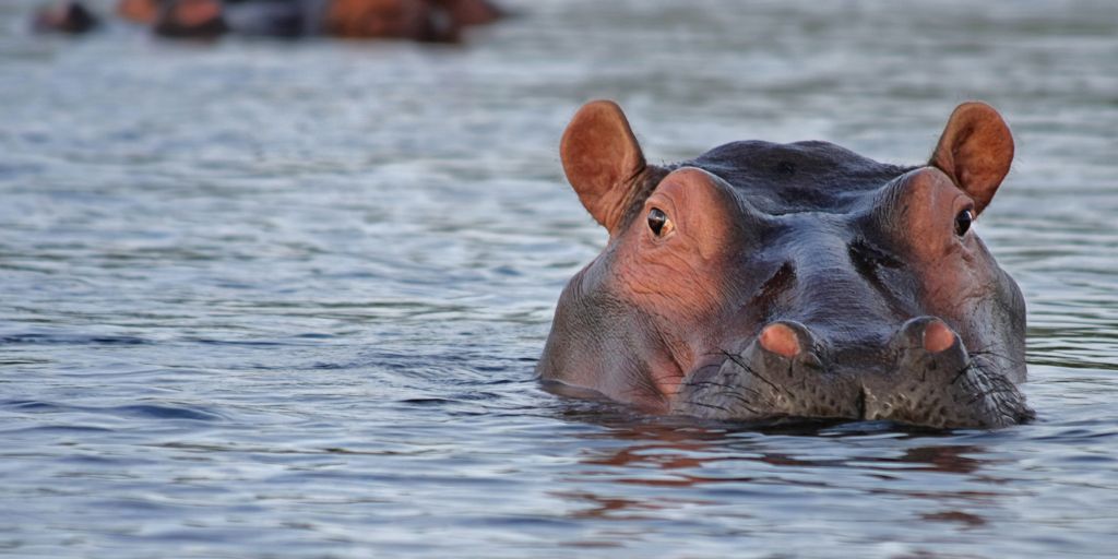 Five new species join the ivory ban list, including hippos and killer whales